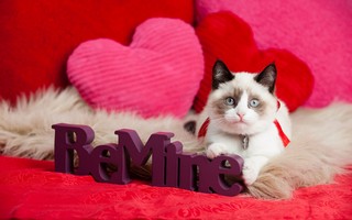 Valentines_Day 11.jpg